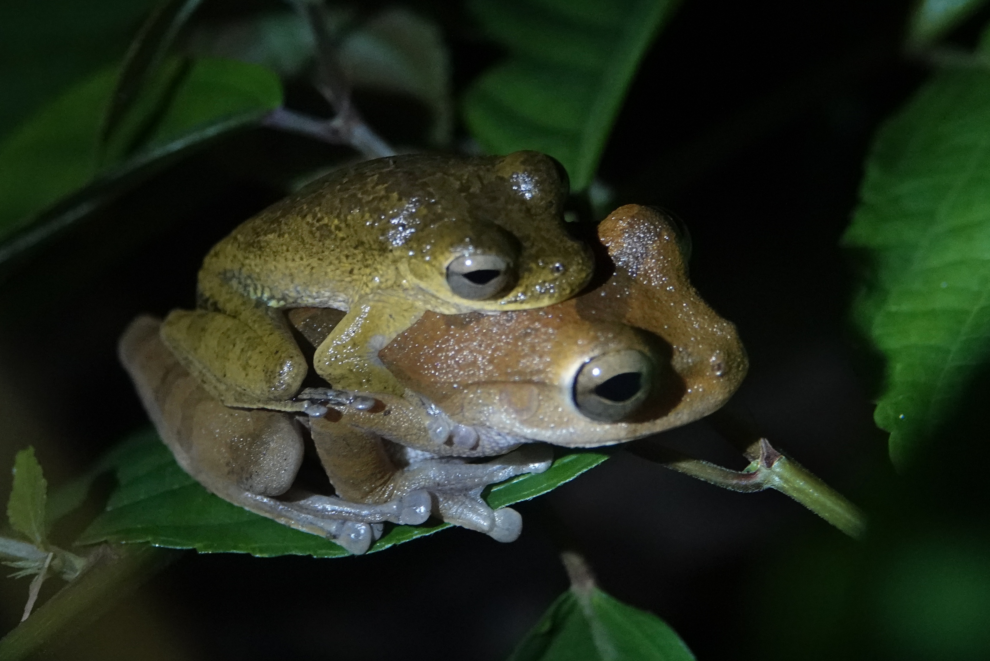 Grenouilles sous une feuille
